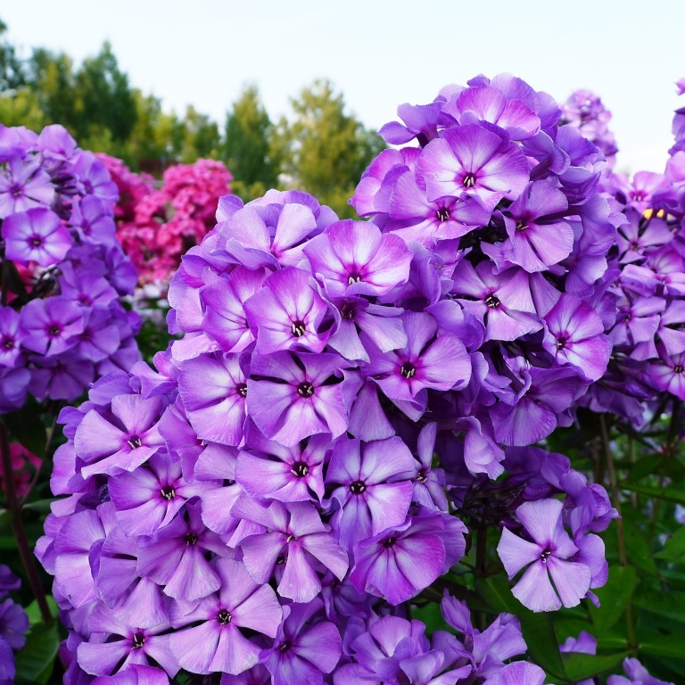 Флокс Вий селекции Калугиной А.В. 